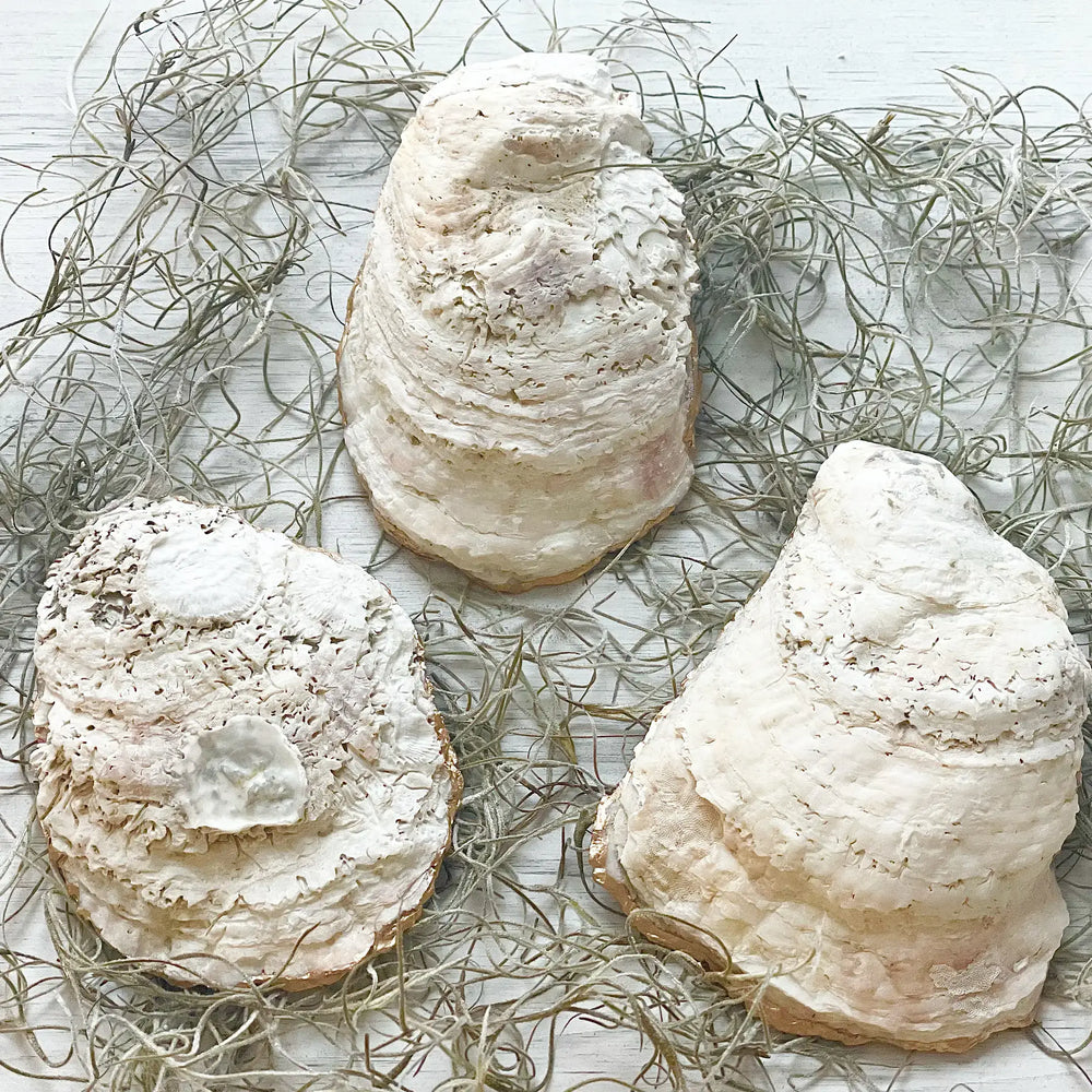 Country Vines Oyster Trinket Dish