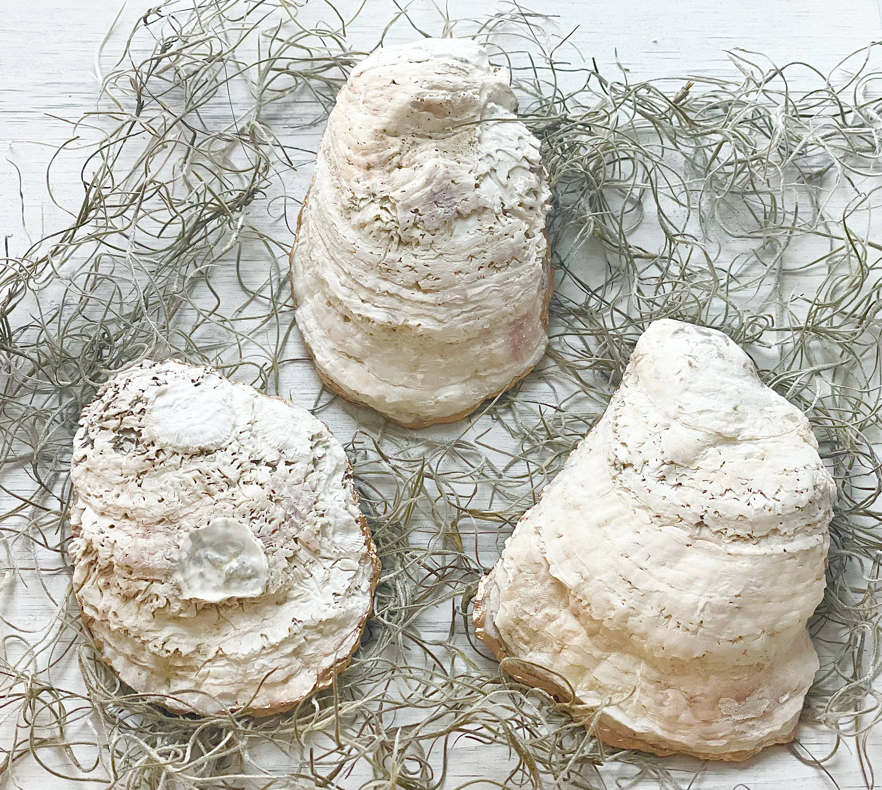 Oyster Jewelry Dish